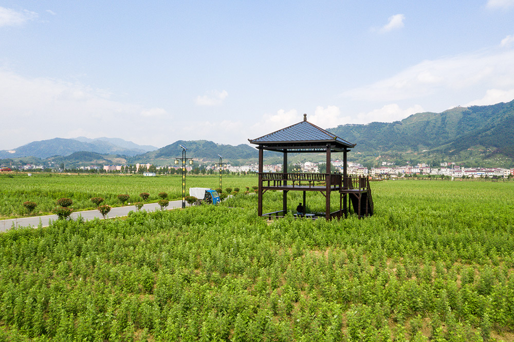 10:艾艾贴用艾润养一方土地,助力蕲春经济发展1 10:艾艾贴用艾润养一方土地,助力蕲春经济发展1
